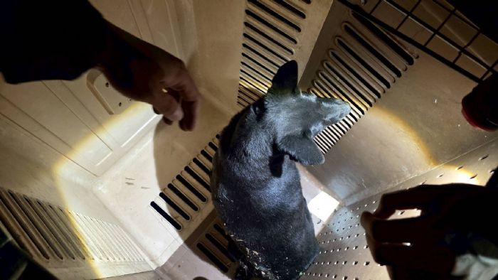 黑夜中的微光救援！新北動保處運用熱顯像科技，成功救出受困山區浪犬