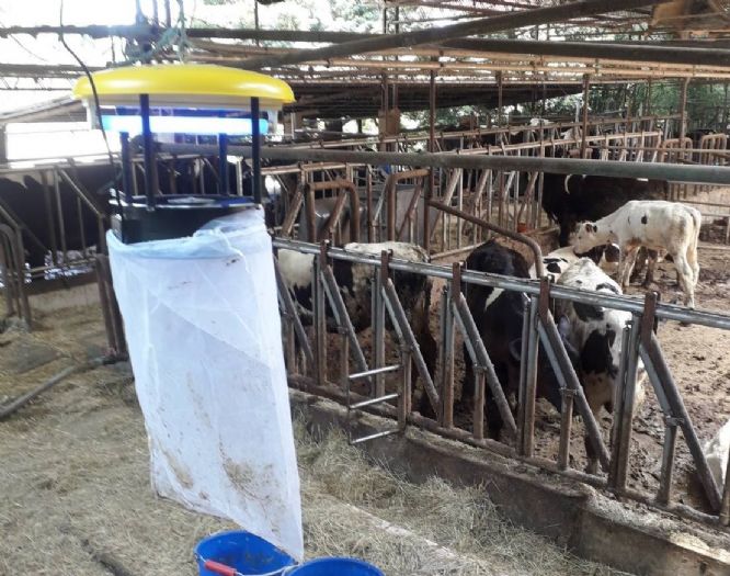 氣溫升高蚊蟲變活躍！新北啟動牛場防蚊大作戰守護牛隻健康