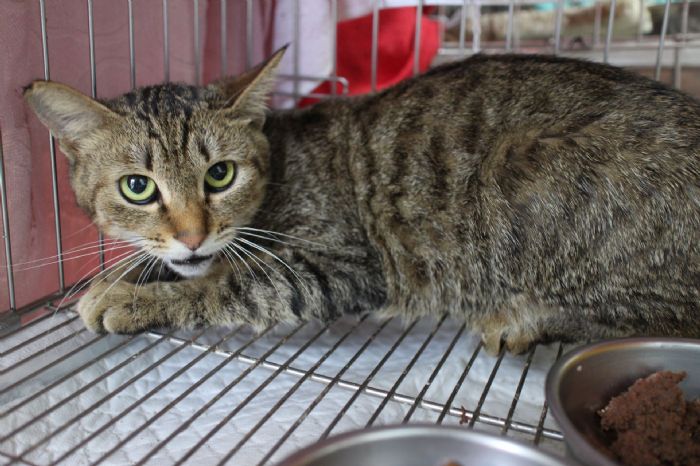 從受傷到重生：虎斑黑貓的勇敢歷程，遇見疼愛牠的新家