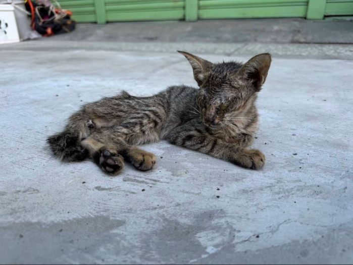 「小枯葉」重生記！五股動物之家救回奄奄幼貓，如今變身大眼萌主等家中