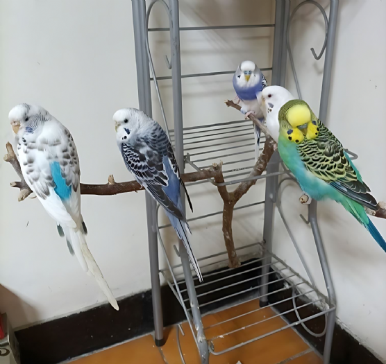 世界寵物鳥日傳愛起飛——新北首創「非犬貓寵物登記站」守護鳥寶與特寵