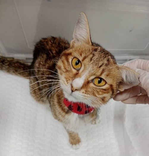 天氣轉涼，給貓咪多一分守護，苗栗動保園區用專業照護，陪伴貓咪度過上呼吸道感染關卡