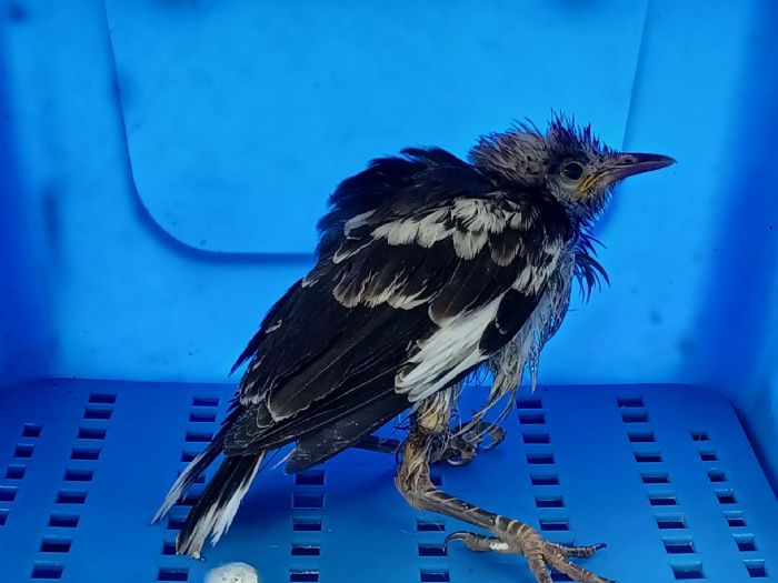 幼鳥遭廢棄口罩纏困獲救重返自然，新北動保處提醒正確丟棄口罩守護野生動物