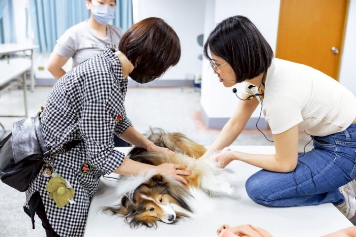 國際流浪動物日 × 專業寵物急救課程 ，攜手守護毛孩的健康與安全