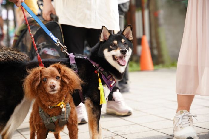 新北動保處澄清疫苗「佐劑」疑慮，提醒飼主守護毛孩健康三大責任
