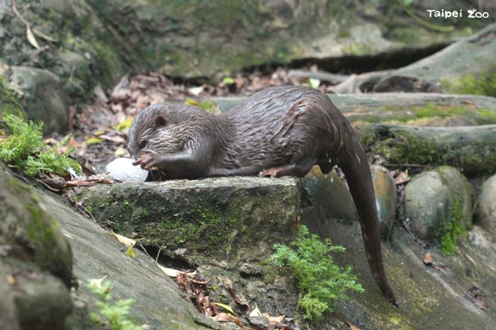 動物園的夏日冰品派對，小爪水獺與黑熊的清涼時光