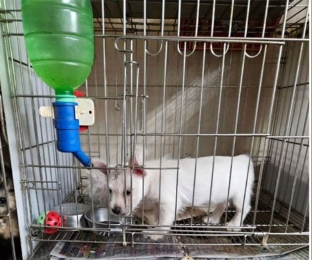 守護毛孩幸福的每一步！新北市特寵業年度查核暖心揭曉