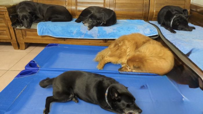 數據為基礎、溫柔為核心──新北市全面掌握遊蕩犬與工廠犬管理新進展