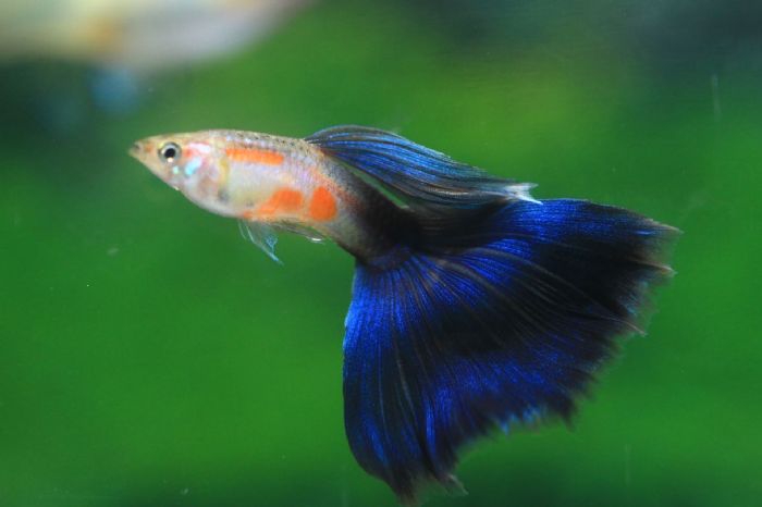 守護魚兒健康、助攻外銷搶單！新北動保處定期檢疫把關，讓臺灣觀賞魚安心「游」向全世界