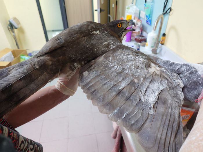 一場溫柔接力，守住飛翔的希望——新北救援鳳頭蒼鷹脫困黏鼠板重返自然在望