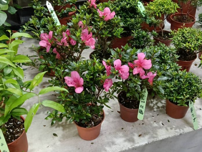 貓咪居家植物安全指南：百合花別進門，打造安心植感生活