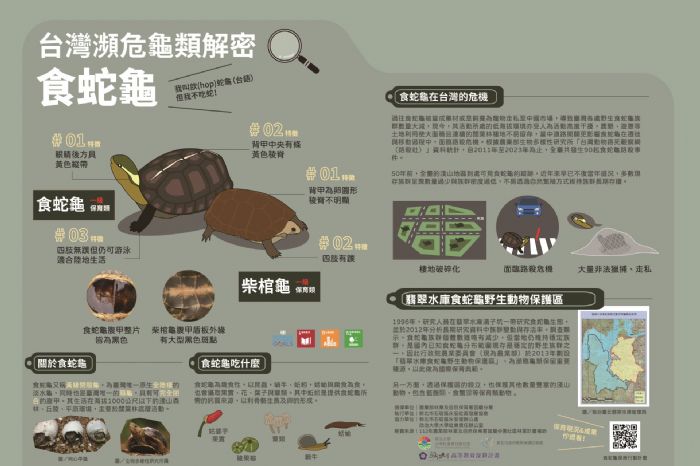 新北攜手永安里共守食蛇龜生態，設立解說牌與護龜隊，推動友善保育與社區共榮