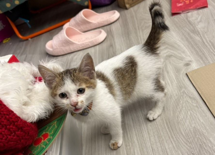 地下車庫的心形奇蹟！小虎斑貓重獲新生，在新北找到幸福歸宿