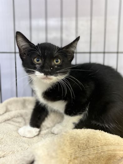 小貓「卡卡」桌縫驚魂記！動保處溫柔救援成功，現住五股動物之家等待幸福認養