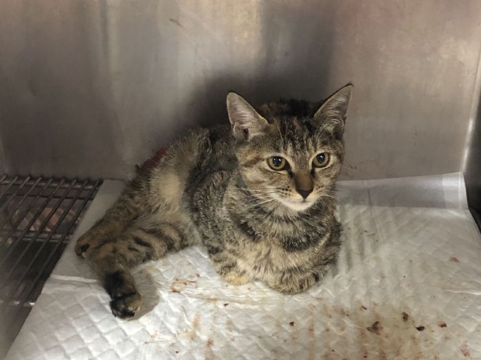 為毛孩醫療搭起溝通橋梁！新北打造寵物醫療糾紛協調平台，理性對話化解爭議