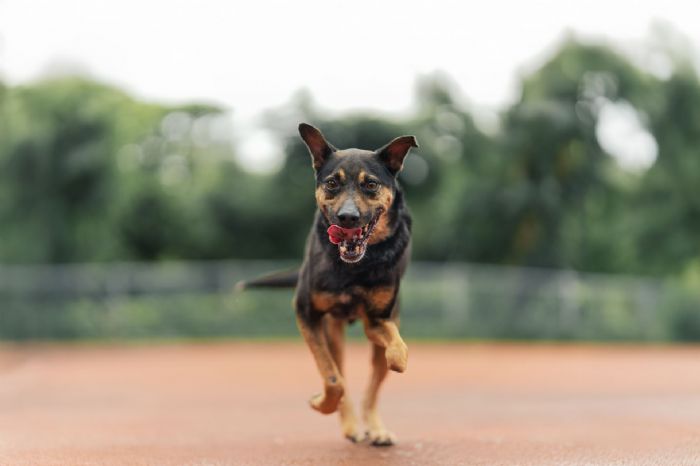 認養讓幸福加倍！新北調查：97％飼主因毛孩更快樂，陪伴成為最溫暖日常