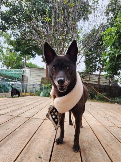 老犬「桃樂絲」奇蹟復健記，新北動保處攜手守護流浪毛孩，溫馨領養故事感動人心