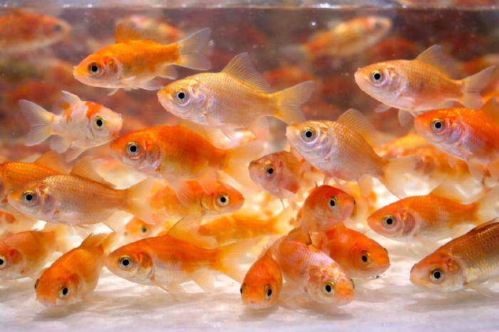 放生祈福反觸法，新北動保處提醒：愛護生命不等於隨意放生