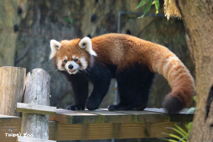 國際小貓熊日熱鬧登場，臺北動物園邀您一起守護「紅精靈」