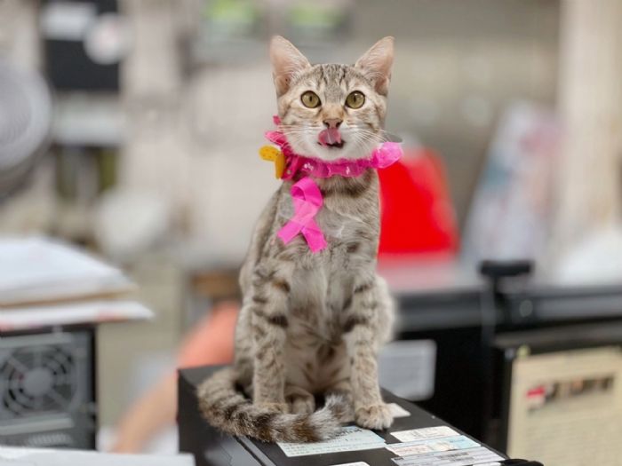 毛孩健康幸福加倍！新北市犬貓絕育補助延長至11月28日，飼主把握最後申請機會