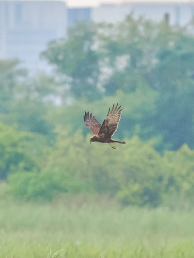 東方澤鵟率先登場!茄萣濕地迎來候鳥季開場,秋冬賞鳥熱潮正式啟動 東方澤鵟率先登場!茄萣濕地迎來候鳥季開場,秋冬賞鳥熱潮正式啟動