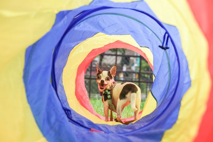 臺北市第21座狗狗專屬活動區—南港新新公園熱鬧啟用 臺北市第21座狗狗專屬活動區—南港新新公園熱鬧啟用