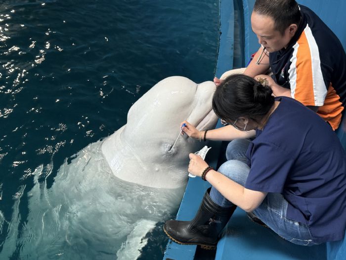 海生館年度眼科健檢開跑!海豹耍賴,白鯨乖乖配合,萌樣融化眾人心 海生館年度眼科健檢開跑!海豹耍賴,白鯨乖乖配合,萌樣融化眾人心