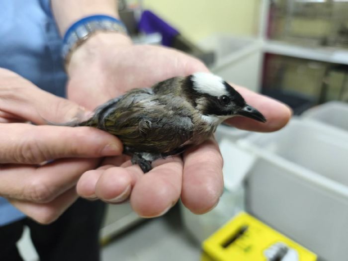 陽台成幸福鳥巢！白頭翁來訪帶來長壽好兆頭，新北動保處溫馨宣導共築生態家園