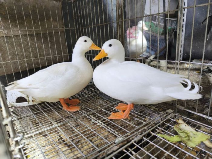 幸福鴨鴨大冒險!永和飼主與愛鴨驚險團圓,動保處貼心提醒加強防護與登記 幸福鴨鴨大冒險!永和飼主與愛鴨驚險團圓,動保處貼心提醒加強防護與登記