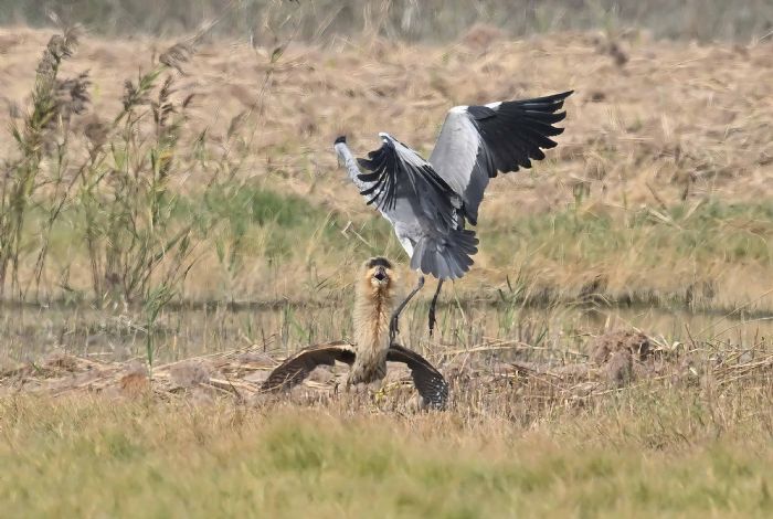 濕地來了神秘訪客！茄萣濕地迎來稀有大麻鷺，鳥友驚喜直呼太幸運