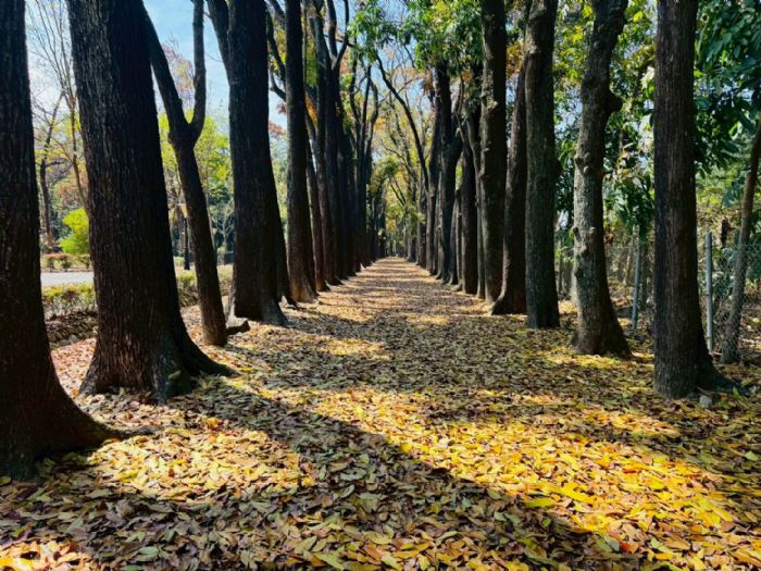茂林國家風景區115年度導覽解說志工培訓3/6登場！專業生態與原民文化課程引領解說新風貌