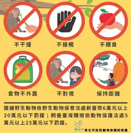 12/14世界猴子日一起學會相處之道！新北動保處分享「五大原則」，守護人猴和平共存