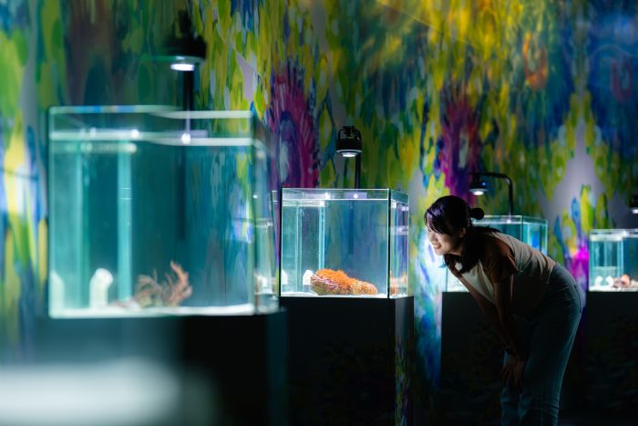海底也能賞花！海生館暑假推「海洋花樣嘉年華」夢幻特展，夜宿海生館推不同玩法，暑期限定內容曝光