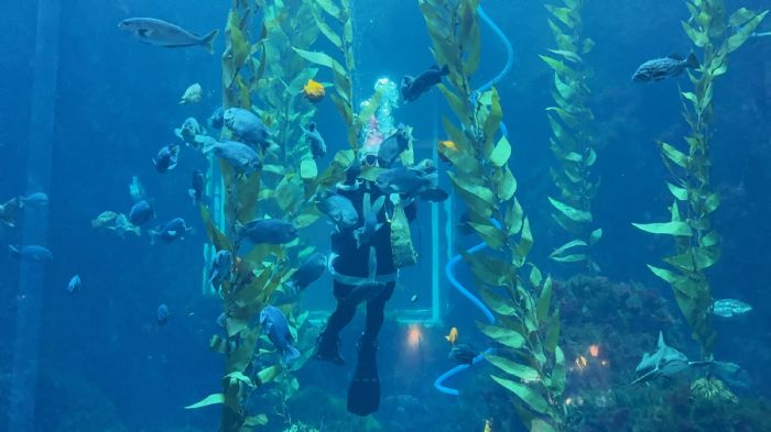屏東海生館「海底聖誕」驚喜登場，聖誕老人不走煙囪改潛水