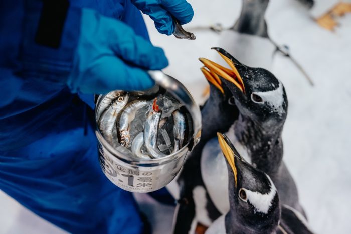 企鵝抽血要先泡溫水澡？屏東海生館揭密健檢日常，人氣體驗活動只到六月底 「我與企鵝的0.1毫米」倒數兩個月