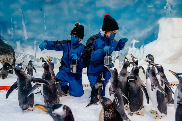 屏東海生館企鵝脫下舊羽換新裝，2026年「我與企鵝的0.1毫米」反應熱烈