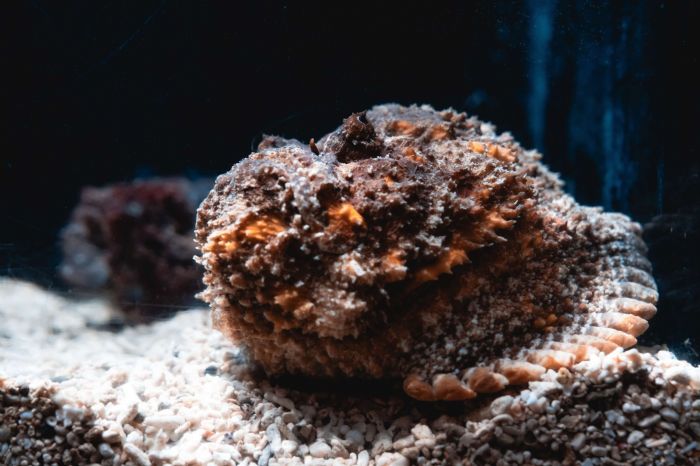 海底也有魔法師？屏東海生館揭開海洋生物隱形術，從偽裝到模仿，展現海洋生物生存智慧