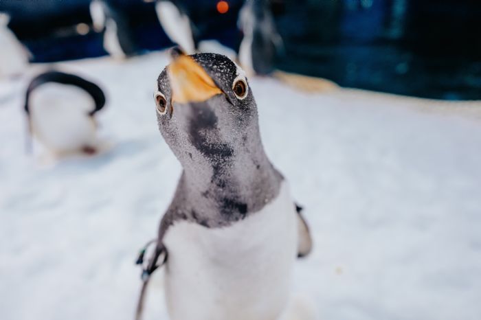 屏東海生館喜迎今年第一隻企鵝寶寶超萌報到，超人氣活動「我與企鵝的0.1毫米」2026年場次限量開賣