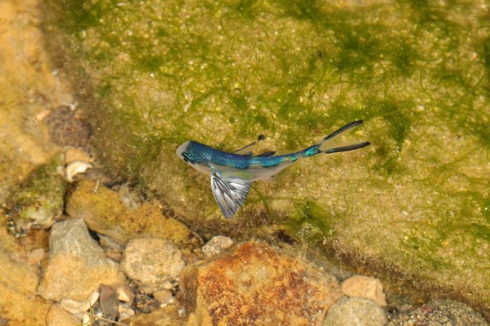 近期發現大量僧帽水母和共生魚圓鯧同步現身潮境