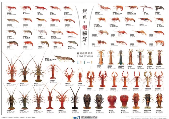 從餐桌美味「無魚，蝦嘛好」認識大海裡的奧秘，國立海洋科技博物館攜手高遠文化推出《臺灣蝦類圖鑑》海報