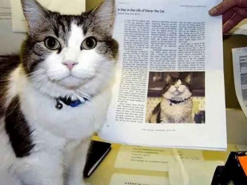 貓咪的神奇能力？治療貓「奧斯卡」陪伴百位病患走完生命最後旅程