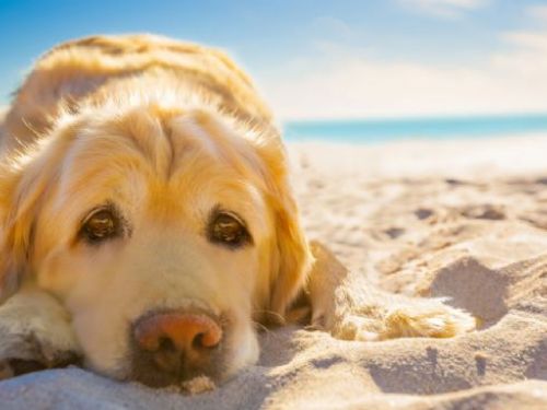 帶你一起分辨家中寵物中暑與心臟病的不同!?