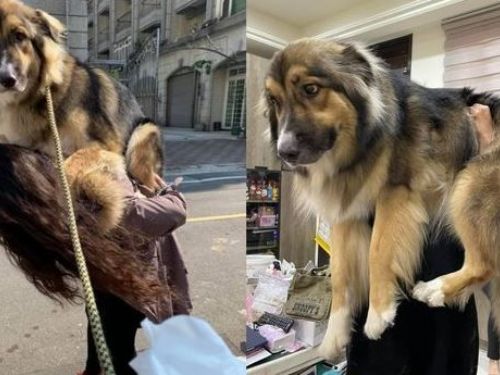 從小抱到大！狗4年長胖41kg　神力女超人阿姨「雙手扛起」超輕鬆