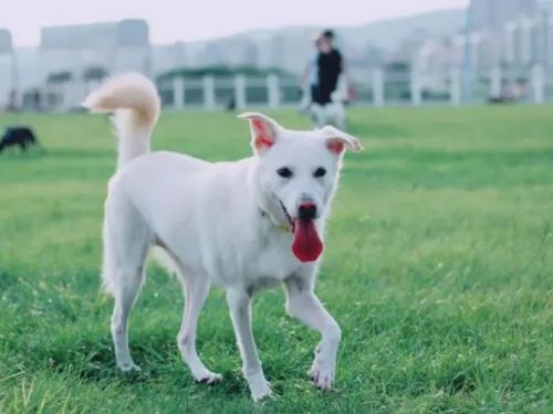 教部補助143校！將動物保護融入教育課程