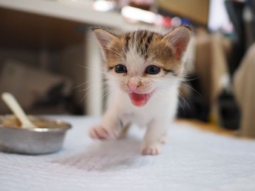 幼貓從黏人變冷暴力？飼主別慌，牠性情改變可能有「這原因」