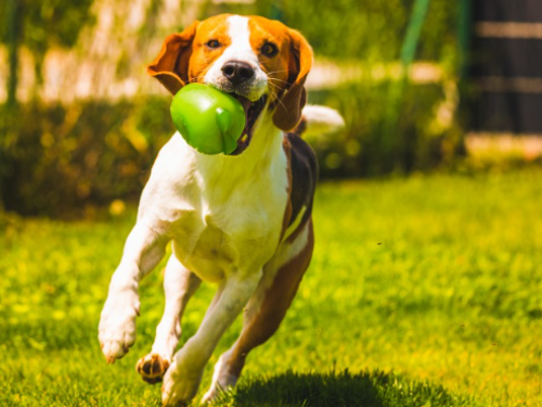 糖尿病、關節炎和皮膚過敏 寵物名列前茅三大毛病