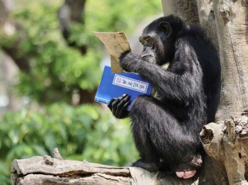 響應世界閱讀日 壽山動物園特製「可食書」讓黑猩猩大展「閱讀」本事