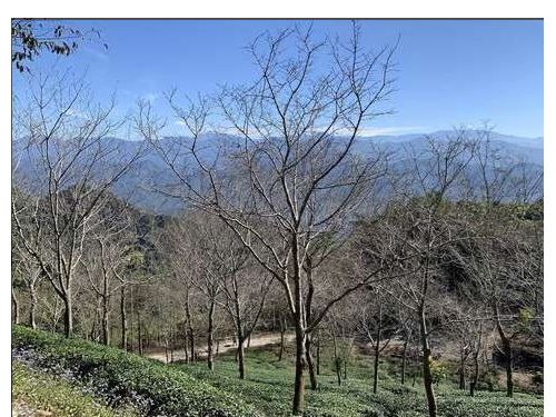 暖湯療癒迎寒冬　龜丹溫泉結合山城生態　打造台南冬季慢活首選