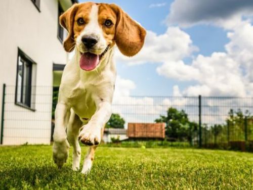 預防寵物被棄養，準備好迎接新家庭成員的重要性