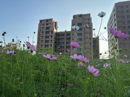 高雄市立下綠化新典範：邁向淨零碳排城市的綠屋頂補助計畫